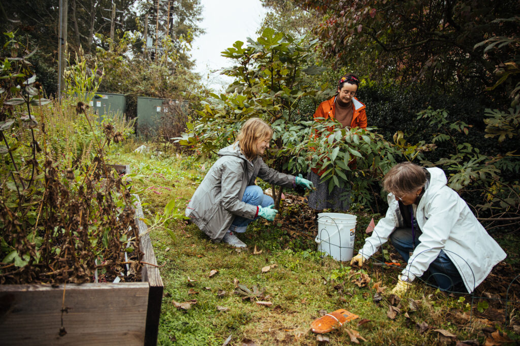 Two students and one staff member work in the community garden on a cloudy day