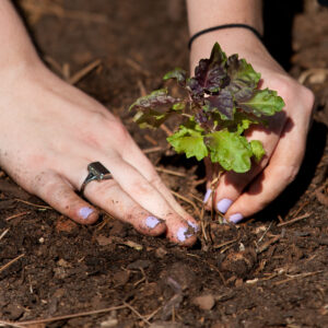 A student wearing an Agnes Scott ring plants a start.