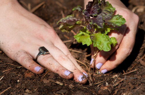 A student wearing an Agnes Scott ring plants a start.
